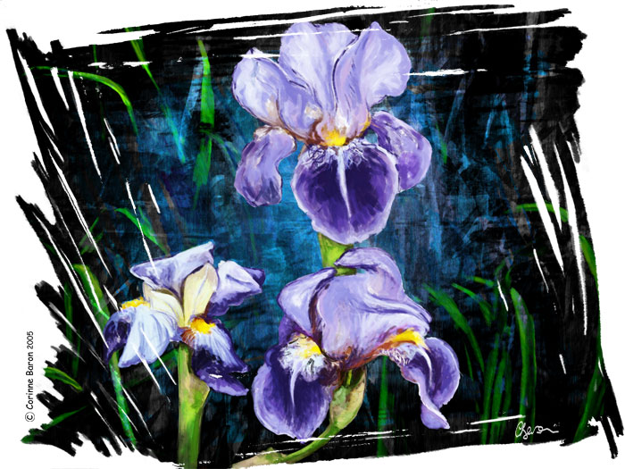 Iris