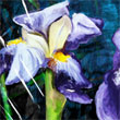 Iris_m