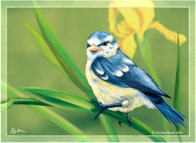 Mésange bleue