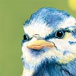 Mésange bleue