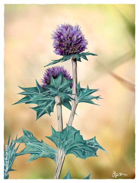 Panicaut ou chardon bleu
