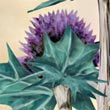 Panicaut
