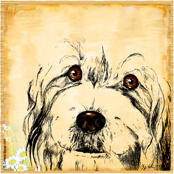 Regard de chien