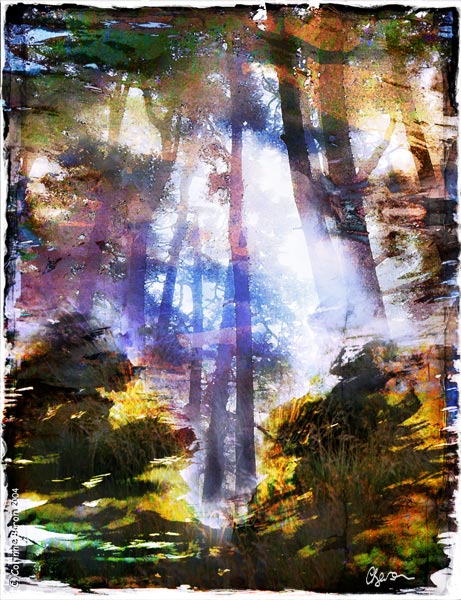 Sous-bois02