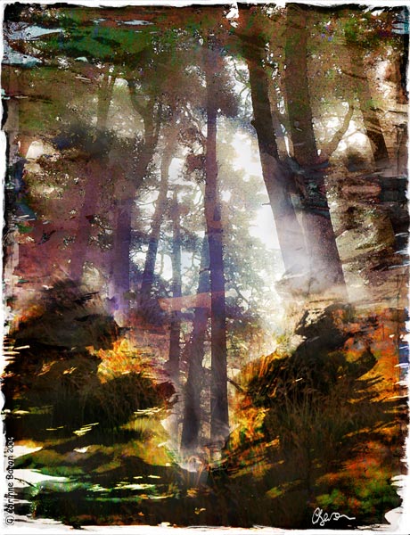Sous-bois04