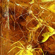 L'Homme fossile